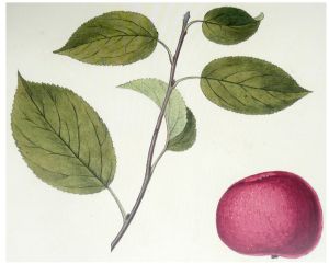 Bild 7  -  Roter Eiserapfel in Zollikofers Pomologischen Studien.